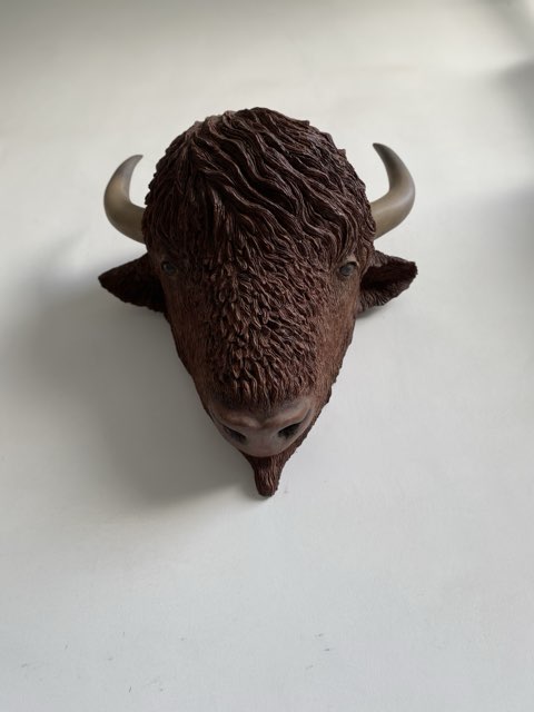 Testa di bisonte